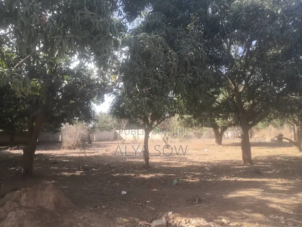 Champs De Mangues À Vendre