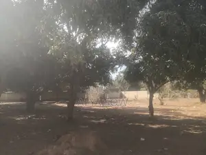 Champs De Mangues À Vendre