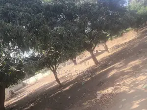 Champs De Mangues À Vendre