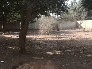 Champs De Mangues À Vendre