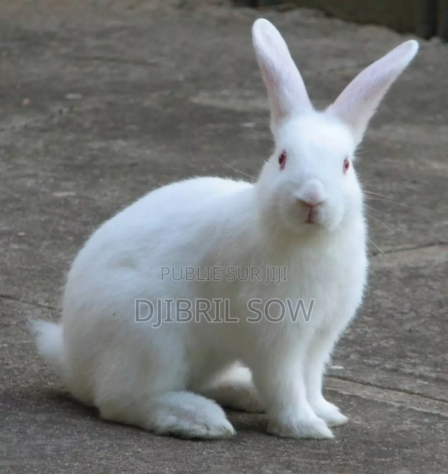 Lapin Albinos Mâle
