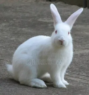 Lapin Albinos Mâle