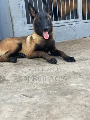 6 à 12 mois Homme Pure race Belgian Malinois