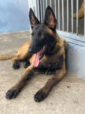 6 à 12 mois Homme Pure race Belgian Malinois