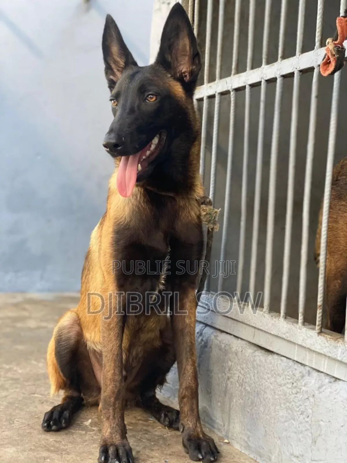 6 à 12 mois Homme Pure race Belgian Malinois
