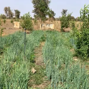 Location Verger De 3,56 Hectares Vers Thiénaba – Thiès