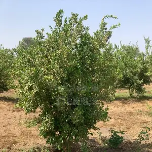 Location Verger De 3,56 Hectares Vers Thiénaba – Thiès