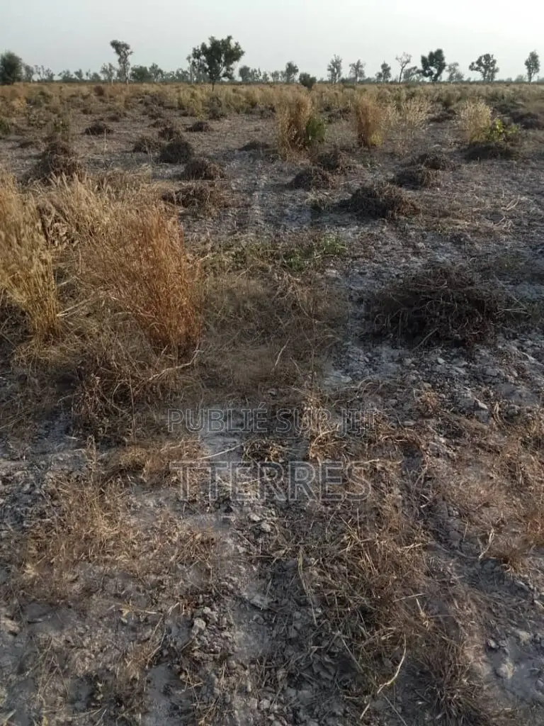 Terrain Agricole De 8 Hectares Vers Pass Koto – Koumpentoum