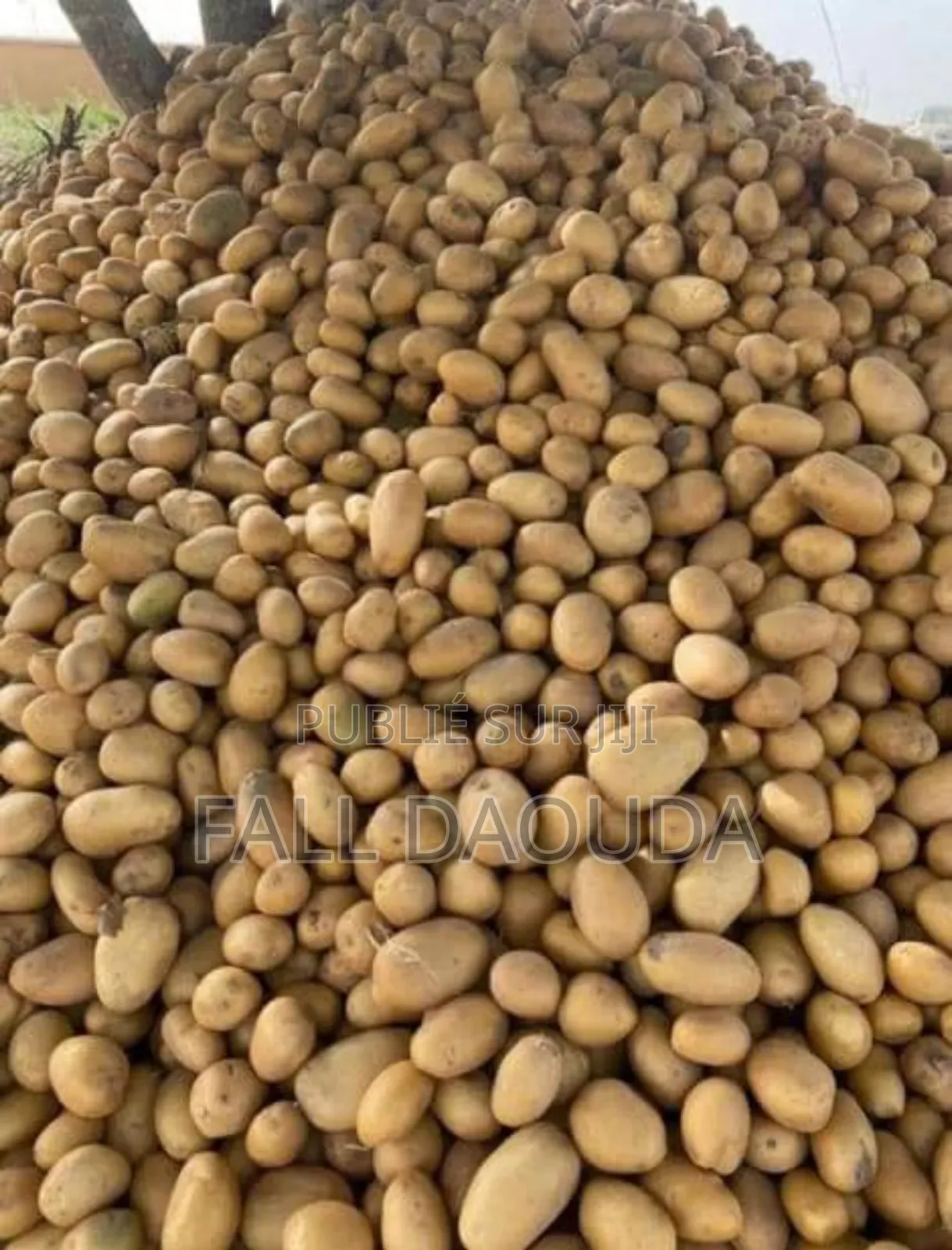 Champs À Vendre Situé Dans La Région De Thiès