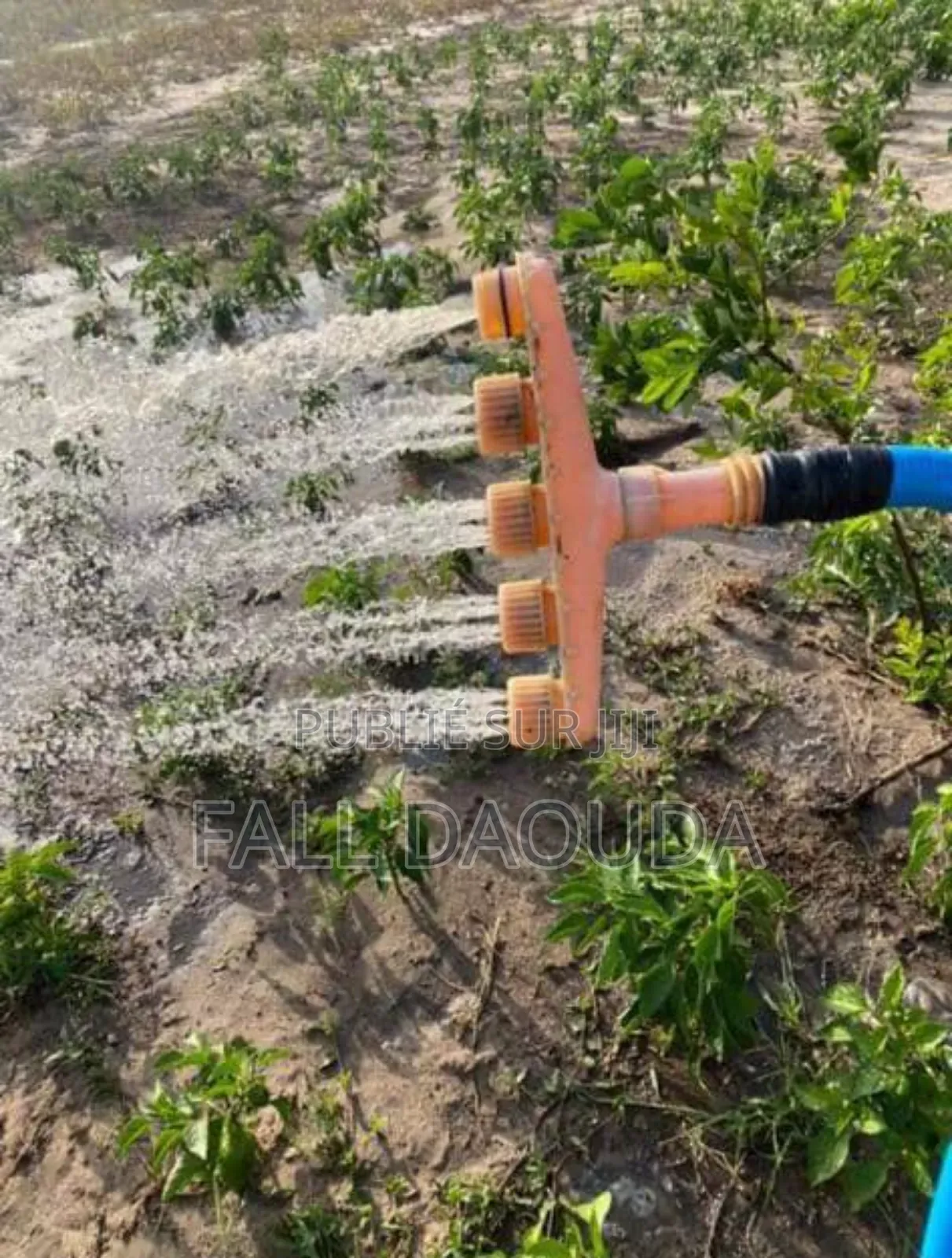 Champs À Vendre Situé Dans La Région De Thiès