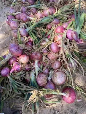 Champs À Vendre Situé Dans La Région De Thiès