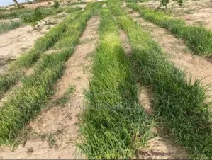 Champs À Vendre Situé Dans La Région De Thiès