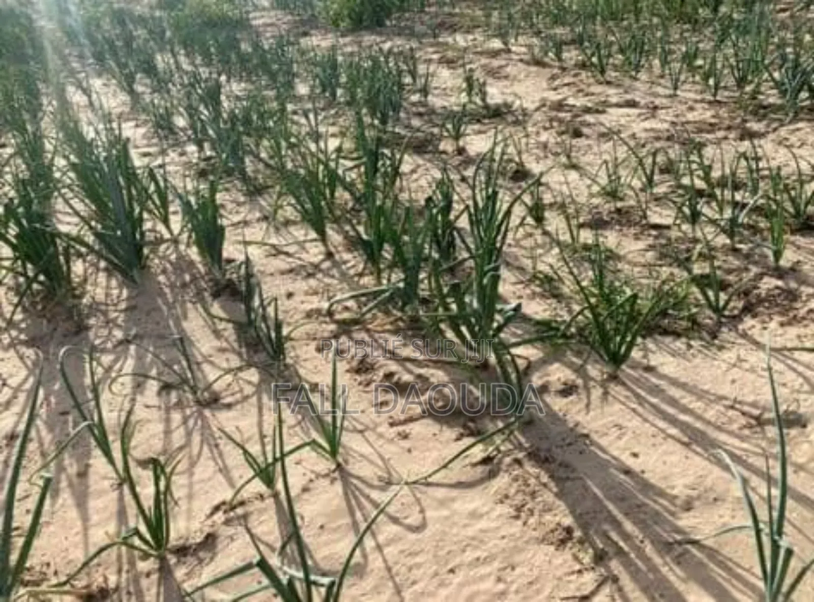 Champs À Vendre Situé Dans La Région De Thiès