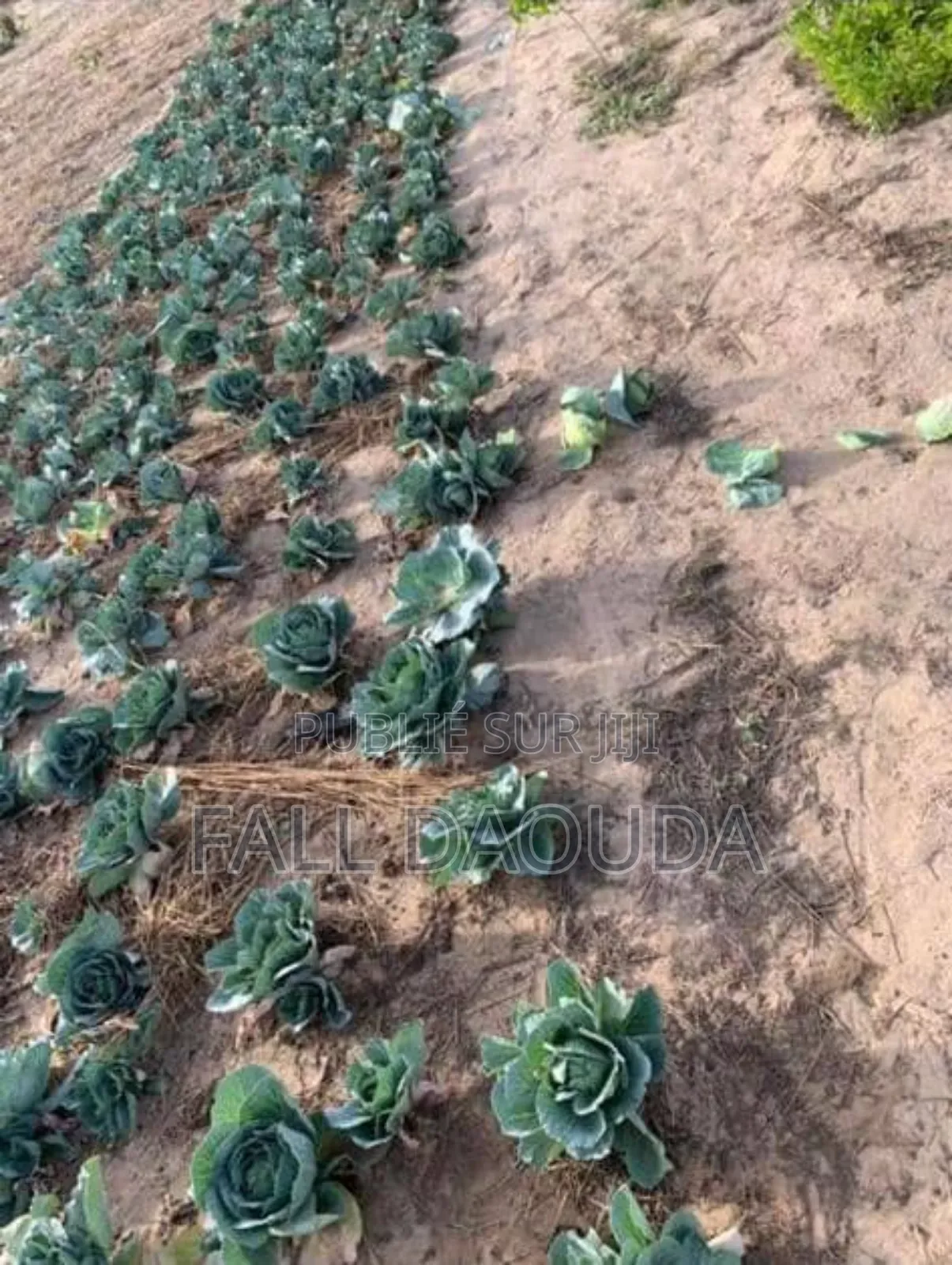 Champs À Vendre Situé Dans La Région De Thiès