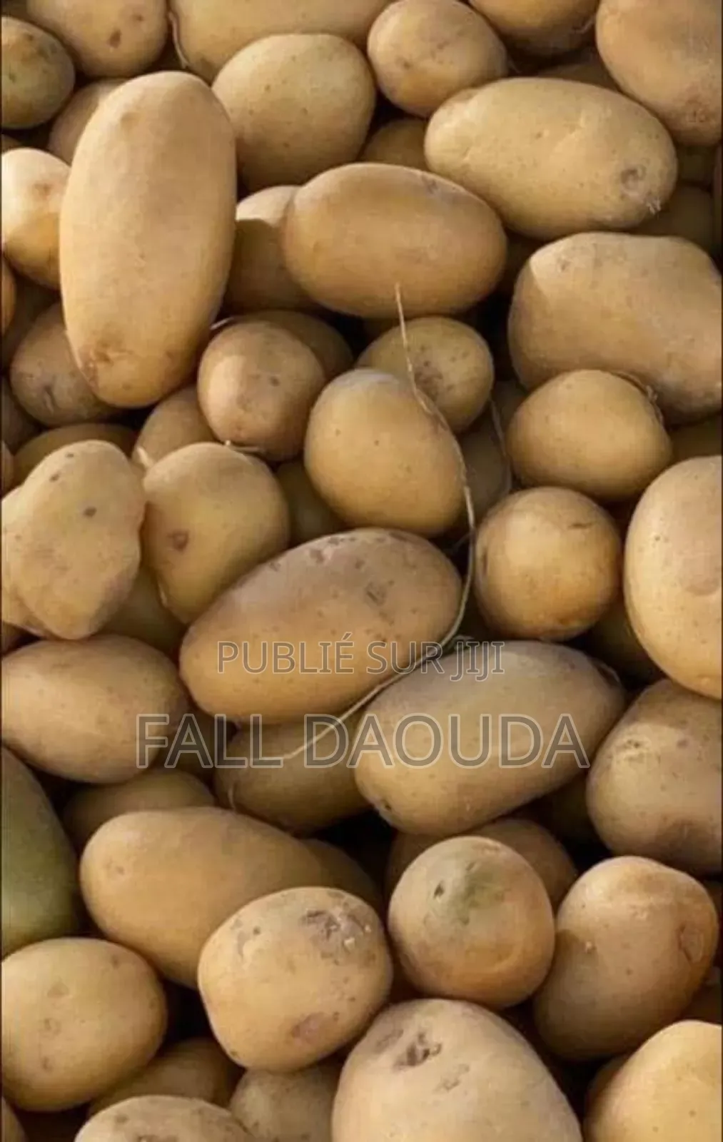 Champs À Vendre Situé Dans La Région De Thiès