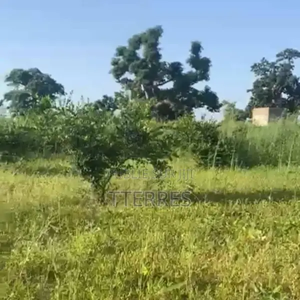 Verger Agricole De 4 405 M2 Vers Notto Diobass – Thiès