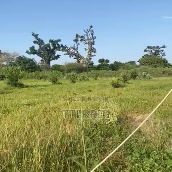 Verger Agricole De 4 405 M2 Vers Notto Diobass – Thiès