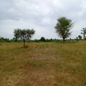 Terrain Agricole De 2,44 Hectares Vers Tassette – Thiès