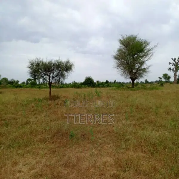 Terrain Agricole De 2,44 Hectares Vers Tassette – Thiès