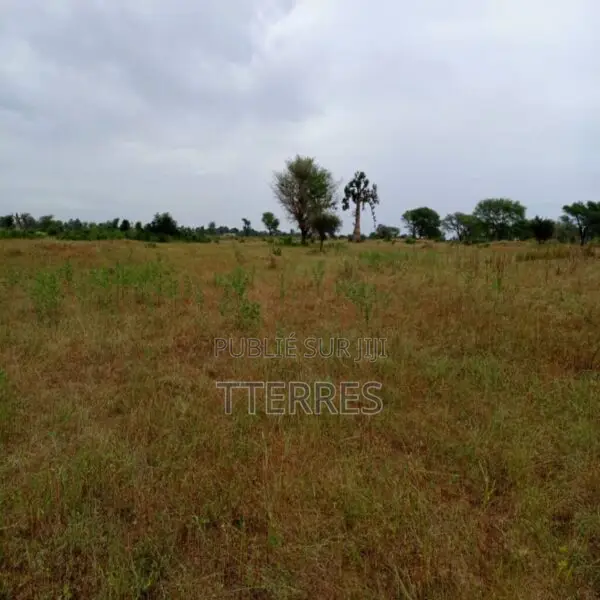 Terrain Agricole De 2,44 Hectares Vers Tassette – Thiès