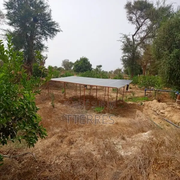 Verger De 3 Hectares Vers Tassette – Thiès