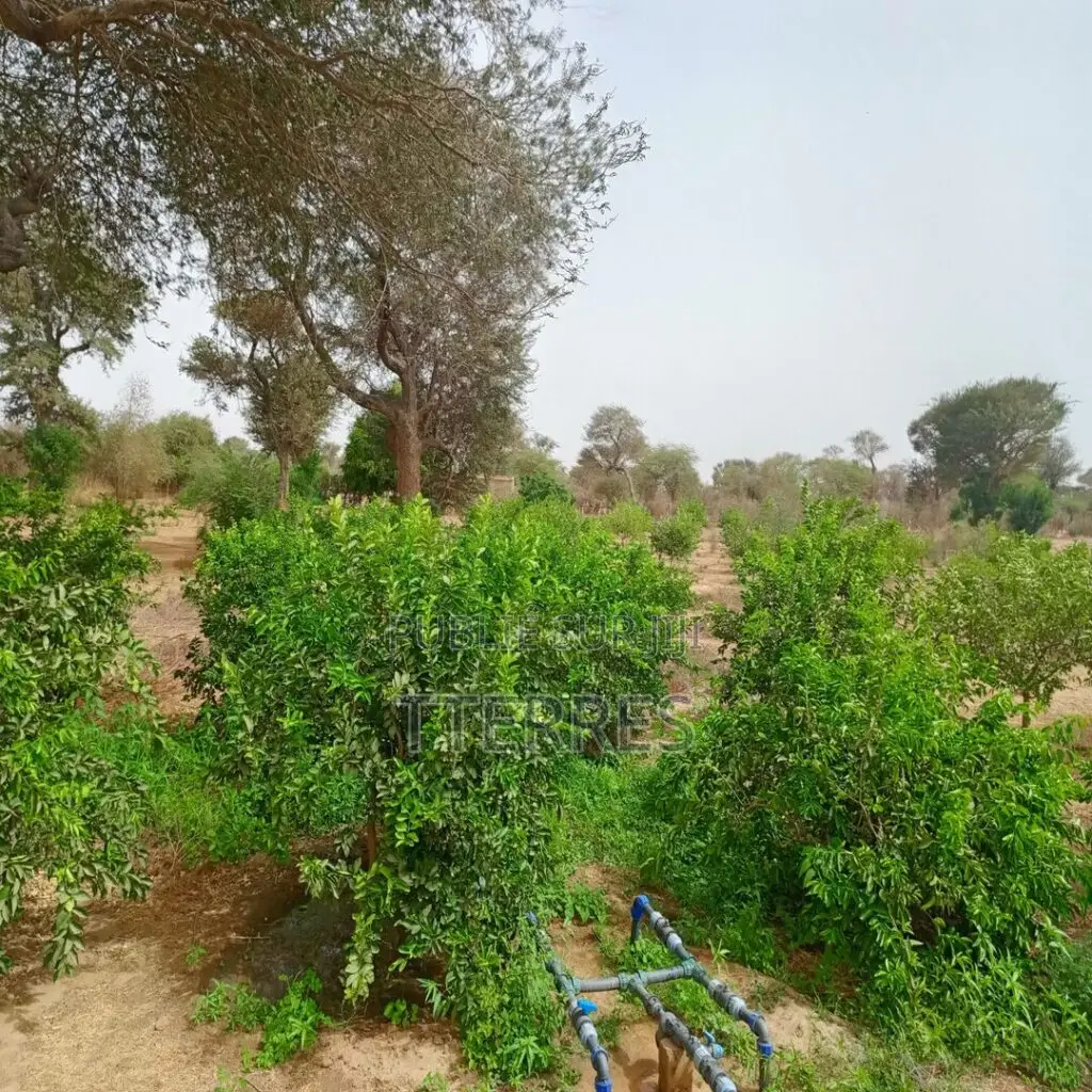 Verger De 3 Hectares Vers Tassette – Thiès