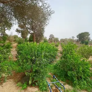 Verger De 3 Hectares Vers Tassette – Thiès