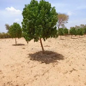 Verger De 9 121 M2 Vers Notto Diobass – Thiès