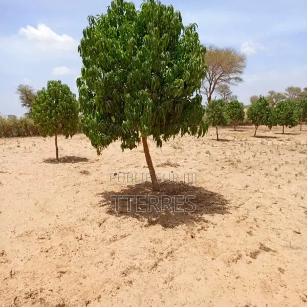 Verger De 9 121 M2 Vers Notto Diobass – Thiès