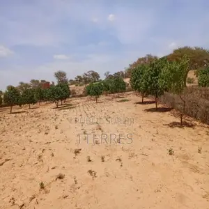 Verger De 9 121 M2 Vers Notto Diobass – Thiès