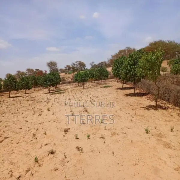 Verger De 9 121 M2 Vers Notto Diobass – Thiès