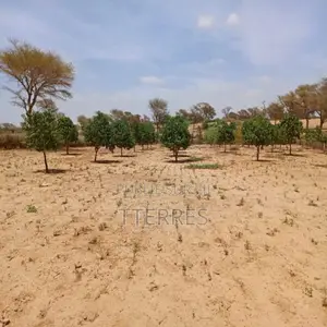 Verger De 9 121 M2 Vers Notto Diobass – Thiès