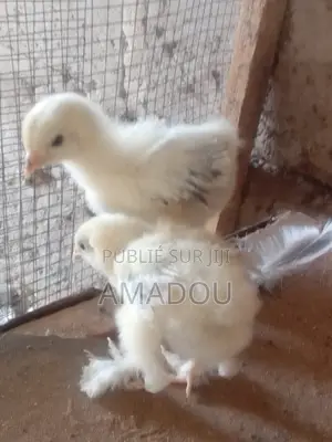 Poussin Brahman Hermine Standard