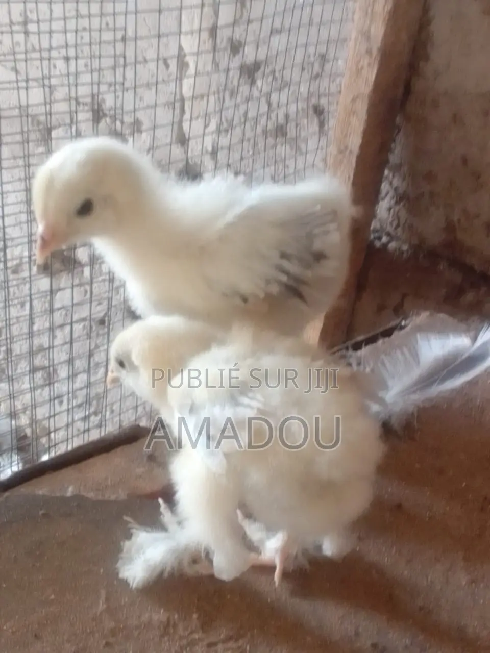 Poussin Brahman Hermine Standard