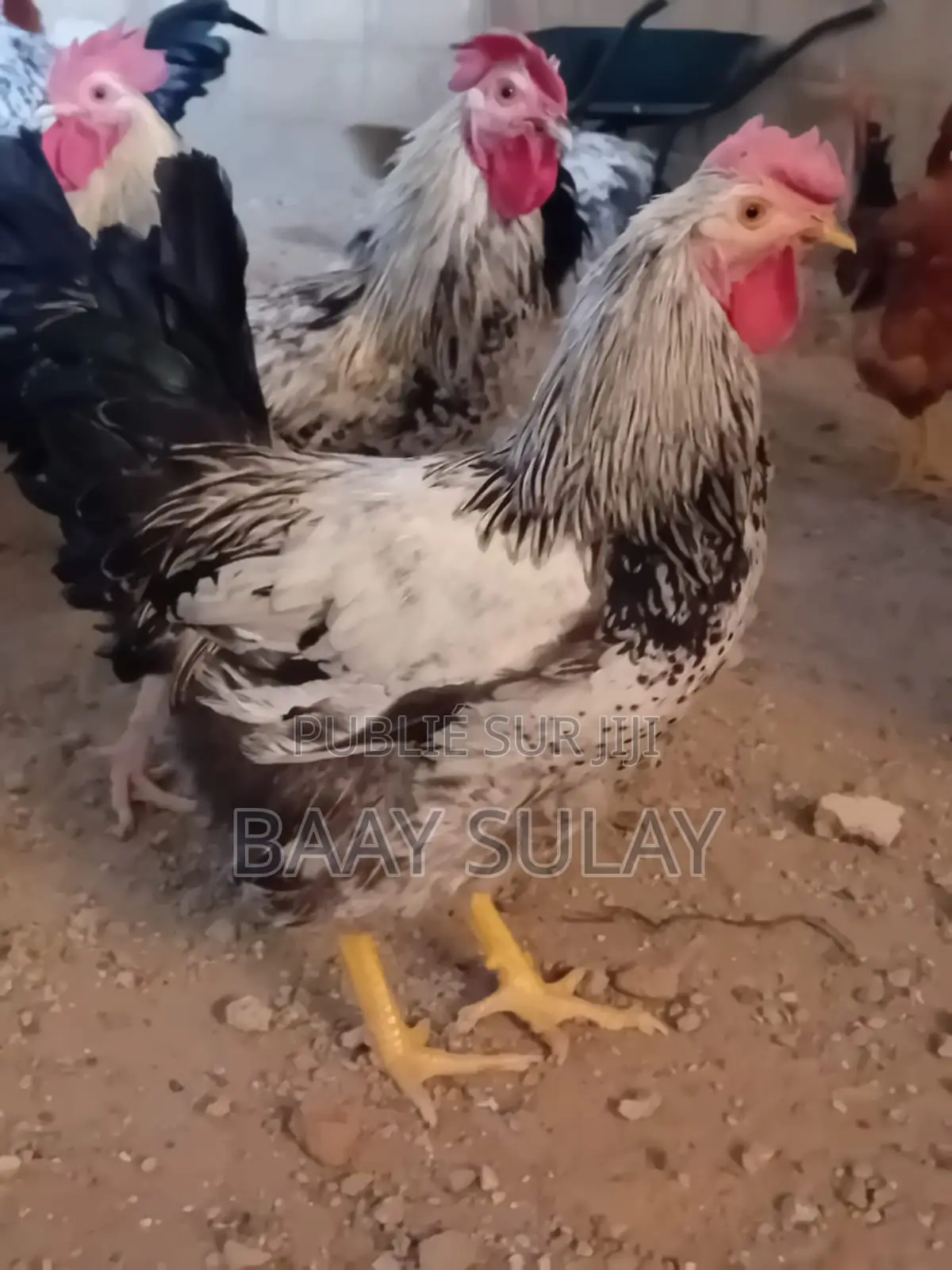 Poulet Goliath