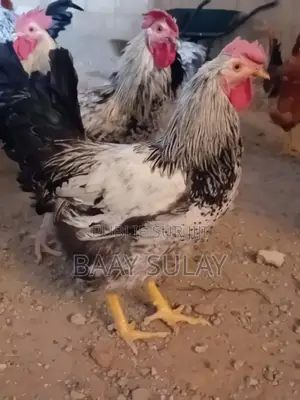 Poulet Goliath