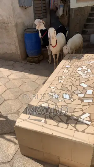 Jeune Male Ladoume Âgé De 8 Mois