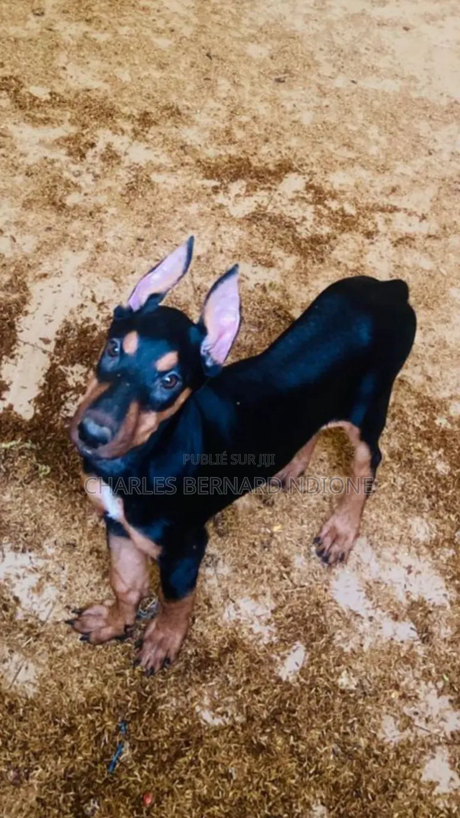 1-3 mois Homme Pure race Doberman Pinscher
