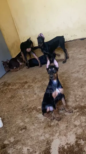 1-3 mois Homme Pure race Doberman Pinscher