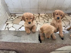 1-3 mois Femme Pure race Golden Retriever