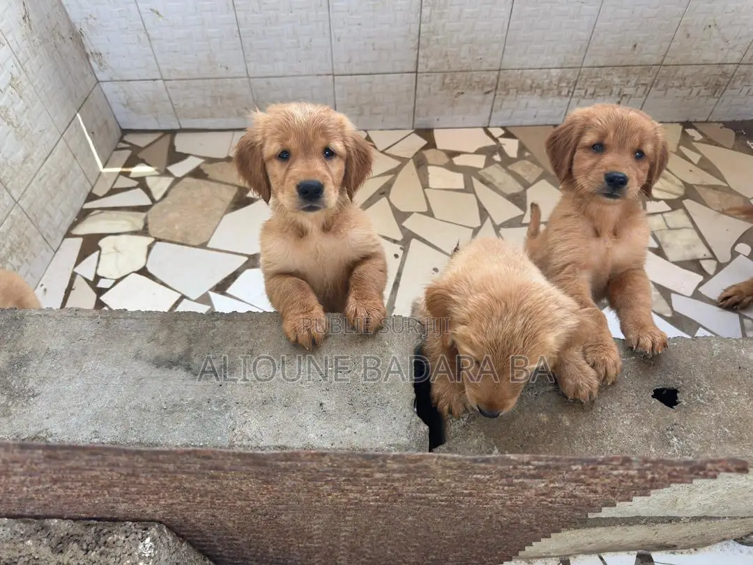 1-3 mois Femme Pure race Golden Retriever