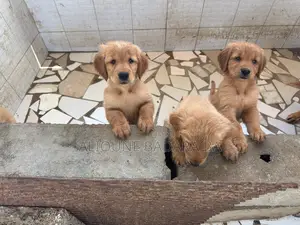1-3 mois Femme Pure race Golden Retriever