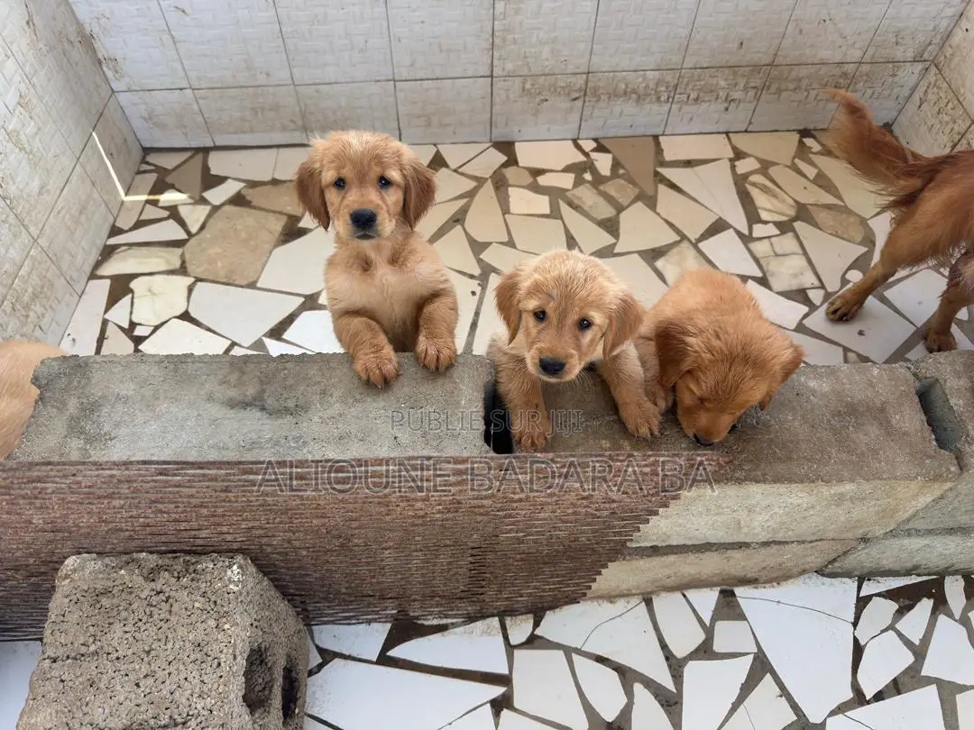 1-3 mois Femme Pure race Golden Retriever