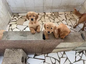 1-3 mois Femme Pure race Golden Retriever