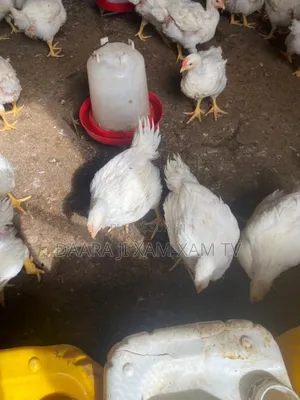 Poullet De Chair 2kg