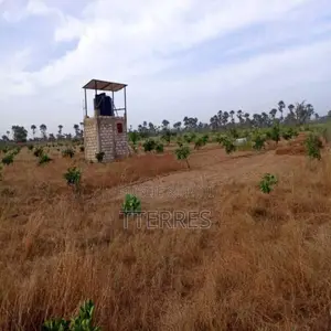 Verger De 2 Hectares Vers Fandéne – Thiès
