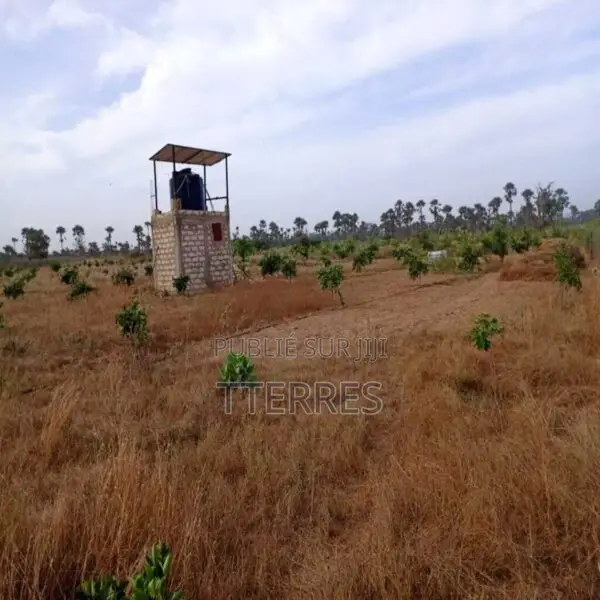 Verger De 2 Hectares Vers Fandéne – Thiès
