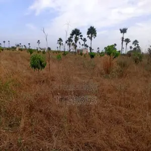 Verger De 2 Hectares Vers Fandéne – Thiès