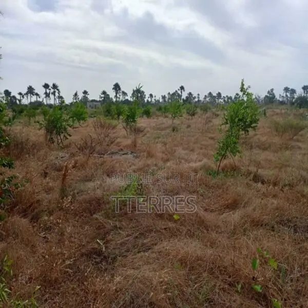 Verger De 2 Hectares Vers Fandéne – Thiès