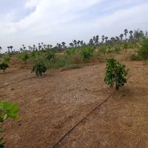 Verger De 2 Hectares Vers Fandéne – Thiès